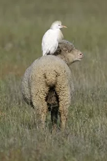 Images Dated 25th March 2009: Cattle Egret - perched on back of Merino sheep, Herdade de Sao Marcos Great Bustard Reseve and NP