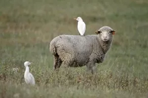 Images Dated 23rd March 2009: Cattle Egret - perched on back of Merino sheep