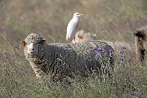 Bubulcus Ibis Gallery: Cattle Egret - perched on back of sheep Castro Verde