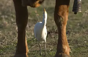 Cattle Egret - picking insects from cattle, November Andalucia, Spain