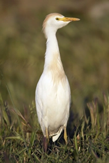 Cattle Egret - portrait Cattle Egret - portrait