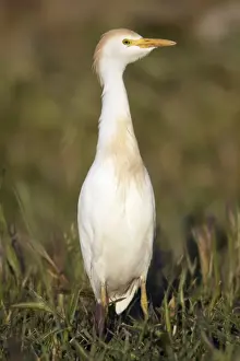 Cattle Egret - portrait, Herdade de Sao Marcos Great Bustard Reseve and NP, beside township Castro Verde, Alentejo, Portugal