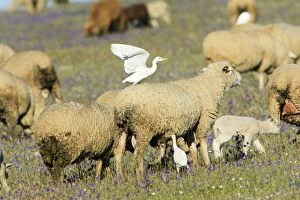 Cattle Egret - riding on sheeps back