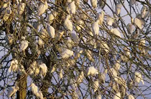 Cattle Egret - roosting in Acacia Tree