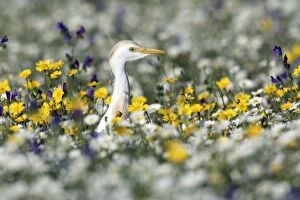 Cattle Egret - searching for food in flowering meadow