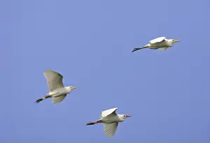 Cattle Egret. Venezuela