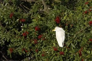 Images Dated 17th October 2005: Cattle Egret Venice Rookery, florida, USA BI000130