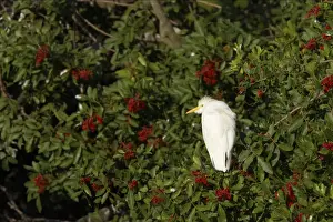 Cattle Egret Venice Rookery, florida, USA BI000130