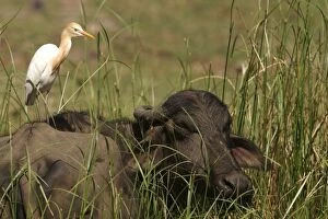 Images Dated 1st May 2003: Cattle Egret on water buffalo. Bandhavgarh National Park - India