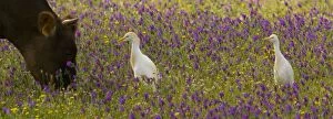 Images Dated 21st April 2008: Cattle Egrets (Bubulcus ibis) feeding in a flowery field (mainly Purple Bugloss)