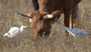 Images Dated 8th September 2010: Cattle Egrets - feeding amongst grazing cattle