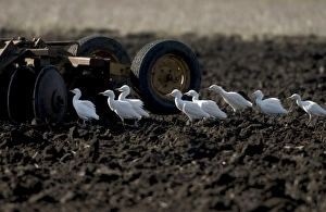 Cattle Egrets - following tractor