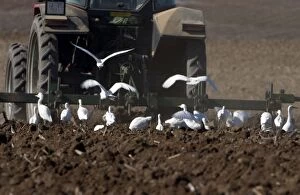 Cattle Egrets - following tractor