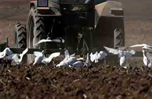 Cattle Egrets - following tractor, November Andalucia, Spain