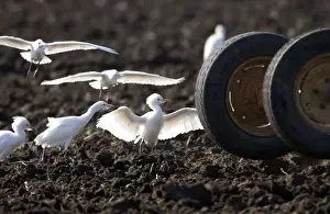 Cattle Egrets - following tractor, November Andalucia, Spain