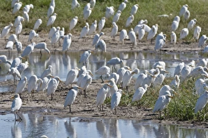 Images Dated 4th March 2008: Cattle Egrets - Large group round edge of wetlands
