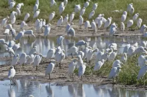 Deltas Prints: Cattle Egrets - Large group round edge of wetlands - Okavango Delta - Botswana