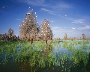 Cattle Egrets - Nesting in tree above lake
