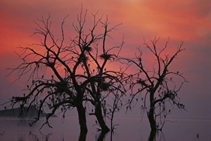 Cattle Egrets - Nesting in tree above lake