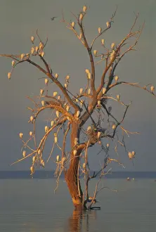Cattle Egrets - Nesting in tree above lake - Salton Sea, California, USA
