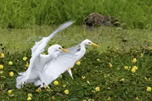 Ruaha Prints: Cattle Egrets - Ruaha National Park - Tanzania - Africa