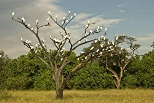 Images Dated 4th March 2008: Cattle Egrets - In tree - Okavango Delta - Botswana