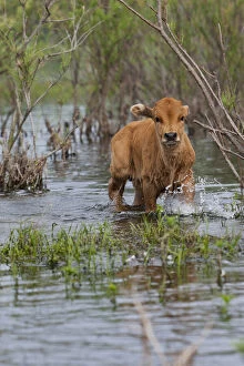 Swamp Gallery: Cattle in the flooded Danube Delta near