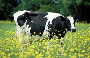 Images Dated 10th February 2005: Cattle / Frisian Cow - In a meadow, yellow coloured rape