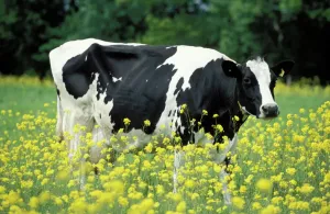 Cattle Prints: Cattle / Frisian Cow - In a meadow, yellow coloured rape