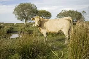 Images Dated 20th September 2007: Cattle which graze wetlands of Parc Naturel de Briere Brittany France