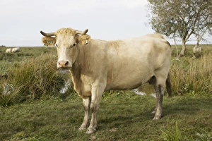 Images Dated 20th September 2007: Cattle which graze wetlands of Parc Naturel de Briere