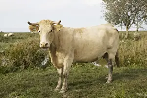 Parc Prints: Cattle which graze wetlands of Parc Naturel de Briere Brittany France