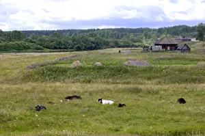 Farm Buildings Prints: Cattle grazes and ruminates on a flood-meadow along river Lalya in desolated village Karaul