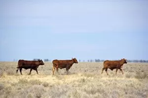 Cattle grazing - cattle on a totally dried out pasture in the Channel country in the outback