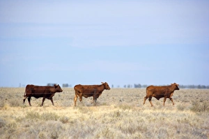Images Dated 23rd August 2008: Cattle grazing - cattle on a totally dried out pasture in the Channel country in the outback