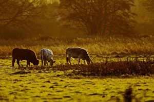 Farm Animals Collection: Cattle - grazing early morning - Norfolk UK 15200