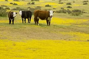 Images Dated 5th April 2010: Cattle grazing flowery grassland, mainly Goldfields, in the Carrizo Plain National Monument