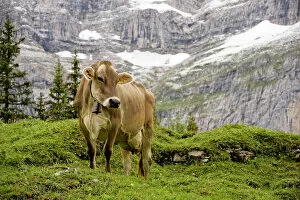 Cattle grazing high in the Swiss Alps near Wengen