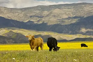 Californian Prints: Cattle - grazing among hillsides covered with Hillside Daisy Monolopia lanceolata in spring; Cottonwood Canyon