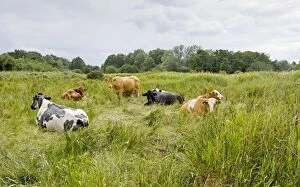 Images Dated 13th July 2009: Cattle - grazing - Market Weston fen nature reserve, Suffolk UK