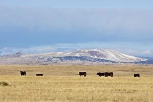 Cattle - grazing on New Mexico Prairie