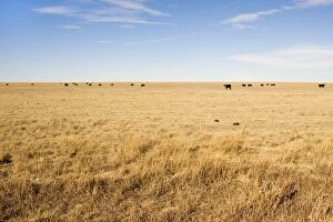 Cattle - grazing on Prairie on Texas Panhandle