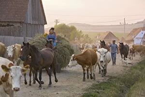 Cattle herds coming home in the evening, to the