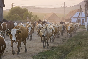 Images Dated 4th July 2007: Cattle herds coming home in the evening, to the Saxon Village of Viskri, Transylvania