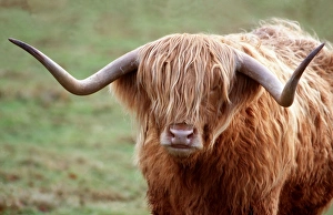 Horn Gallery: CATTLE - HIGHLAND BULL, faces
