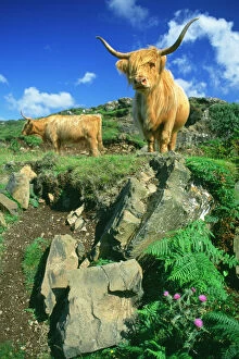 CATTLE, Highland cows