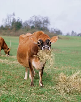 Food In Mouth Gallery: CATTLE - Jersey Cow eating hay in field