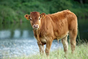 Cattle Gallery: Cattle - Limousin breed