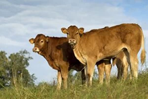 Images Dated 6th July 2012: Cattle - Limousin breed