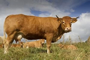 Images Dated 6th July 2012: Cattle - Limousin breed